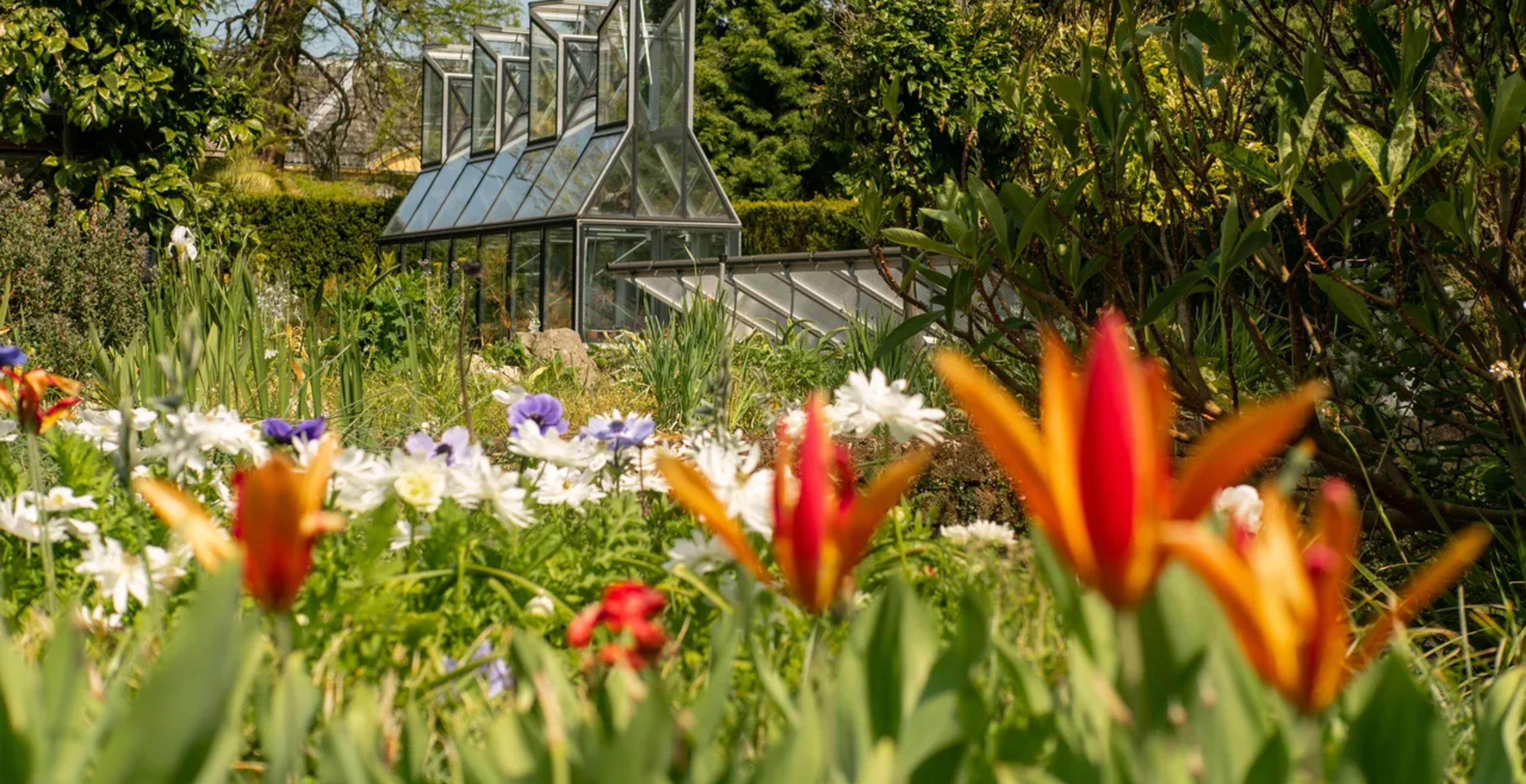 Hortus botanicus Leiden