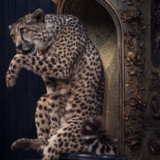 combitiq/art-zoo-museum/gallery/uxlfg3ceb4kj0ocyg1nl
